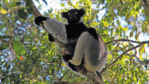 écovolontariat Madagascar
conservation volunteer Madagascar
wildlife conservation Madagascar
conservation internship Madagascar
scientific volunteer Madagascar