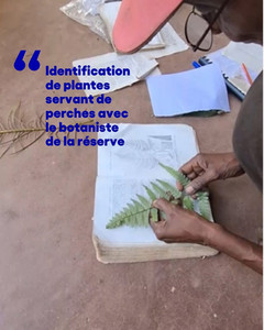 Identification des plantes pour projet de conservation des caméléons