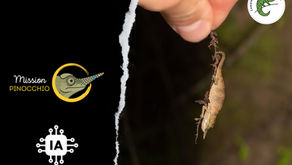 Mission Pinocchio : suivre scientifiquement des caméléons… trop petits pour être équipés de balises