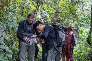 Radio-tracking of Parson's chameleons, Vohimana reser