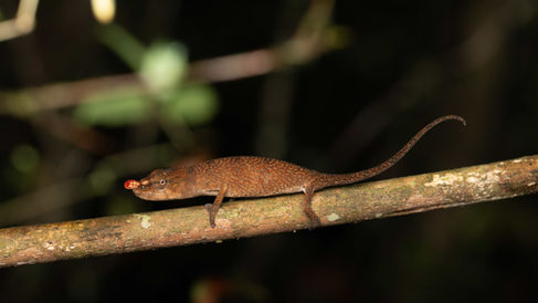 female Calumma pinocchio Vohimana