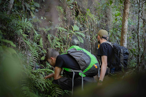 Caméléon Madagascar Eco-Volunteers