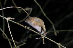 Rieppeleon brevicaudatus (LC) Photo: Martin Etave