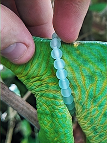 Du zoo à la forêt tropicale : validation des premiers harnais de radiopistage