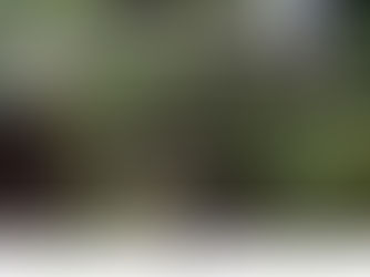 Début de la saison 2024 à Vohimana