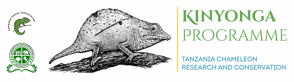 Kinyonga Programme Caméléon Tanzanie