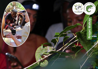Inventaire des caméléons Makay Madagascar
