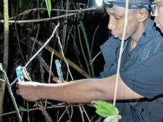 New inventory of chameleons in eastern Madagascar