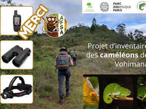 Nouvelles de notre projet d’inventaire et de distribution des caméléons de la réserve de Vohimana à Madagascar