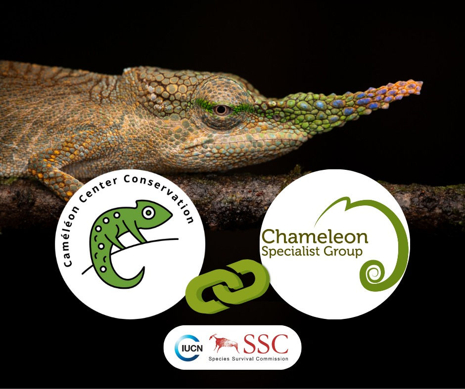 Caméléon Center Conservation joins the IUCN/SSC Chameleon Specialist Group