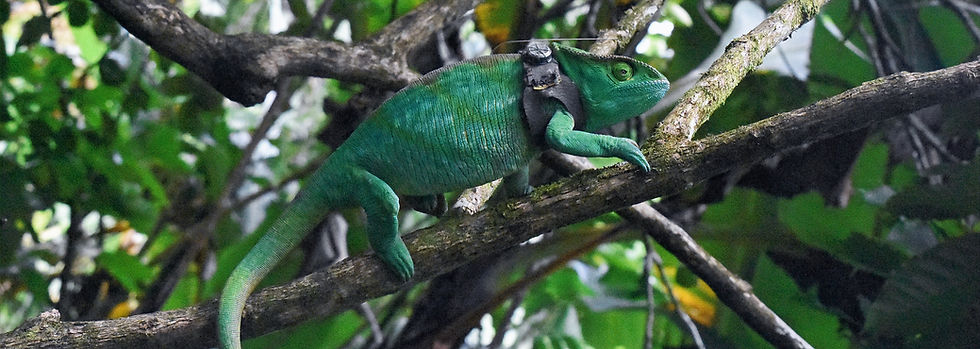 Monitoring of Vohimana parsonii in the wild