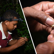 5th chameleon inventory session in Vohimana