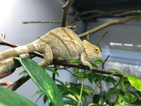 Project to breed the world's largest chameleon!