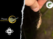 Mission Pinocchio: scientifically tracking chameleons... too small to be fitted with tracking devices