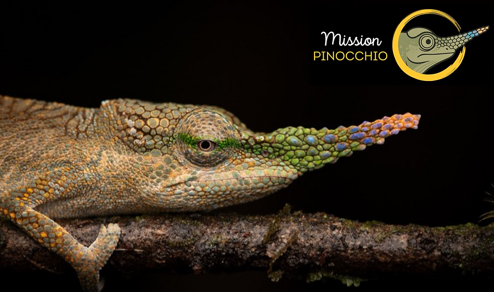 Mission Pinocchio, Vohimana, Caméléon Center Conservation (Lucas Orsini)