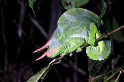 Trioceros deremensis (LC) - Photo: Martin Etave