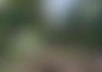 Each individual is identified and studied within its specific habitat