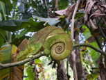 Une mission scientifique inédite pour le plus grand caméléon du monde démarre à Vohimana