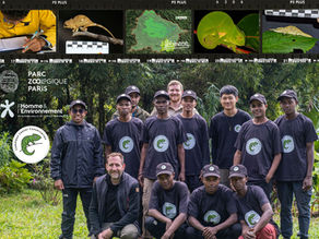 From the field to science: a major breakthrough for chameleon conservation in Vohimana
