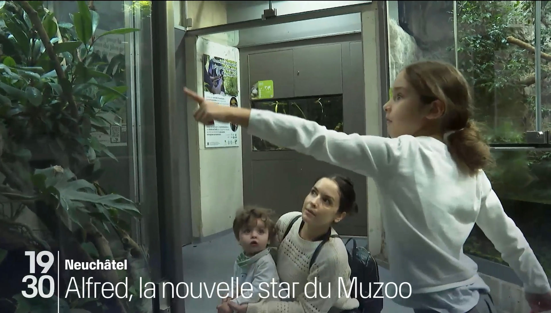 Au Muzoo à La Chaux-de-Fonds (NE), les visiteurs peuvent admirer Alfred, qui appartient à la race la plus grande de caméléon du monde