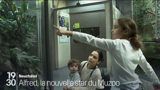 Au Muzoo à La Chaux-de-Fonds (NE), les visiteurs peuvent admirer Alfred, qui appartient à la race la plus grande de caméléon du monde