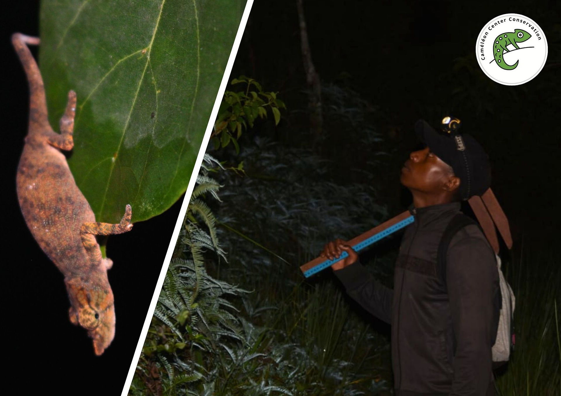 Projet Inventaire caméléon Vohimana Madagascar