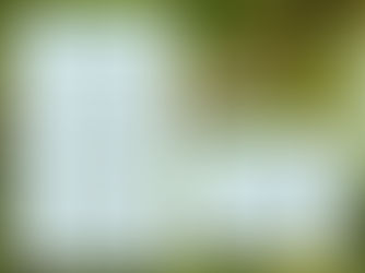 AG Chamaeleons in der DGHT 2023