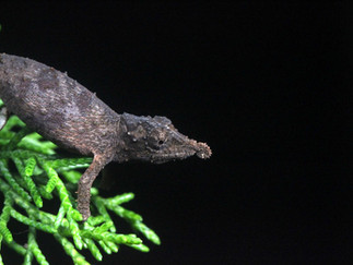 Rhampholeon spinosus (EN - en danger), photo: Martin Etave