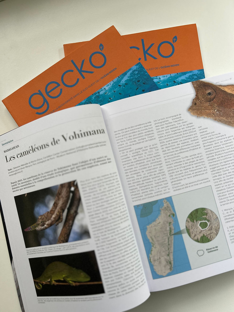 Retrouvez notre article consacré à l’inventaire des caméléons de la réserve de Vohimana dans le tout dernier numéro de la revue Gecko