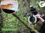 A new mission has begun in the Vohimana reserve in Madagascar! (2/2)