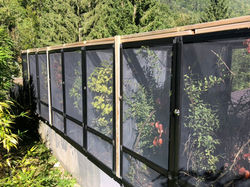 Projet élevage Calumma parsonii extérieur