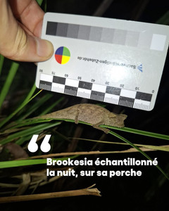 Brookesia Vohimana Projet de conservation des caméléons