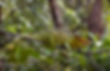 Calumma parsonii conservation