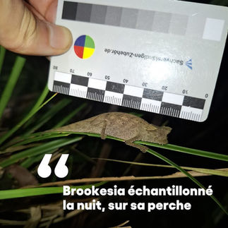 Conservation of Madagascar chameleons Vohimana