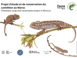 Première mission de terrain au Maroc sur les traces du caméléon commun