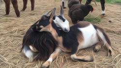 Dotti and Kit... inseperable