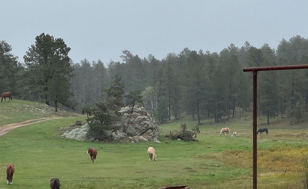 Horses in field.jpg