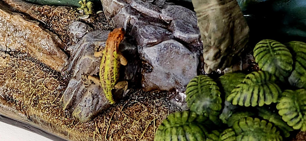 섬네일: Scientifically Accurate Styracosaur Diorama Model Kit – 1:20 Scale Model