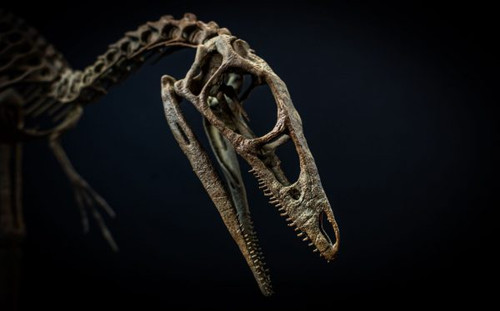 Compsognathus Skeleton Replica- Life Size | Ancient Era Artistry