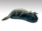 Thumbnail: Scientifically Accurate Sarcosuchus Model Kit – 1:20 Scale Resin Collector Model