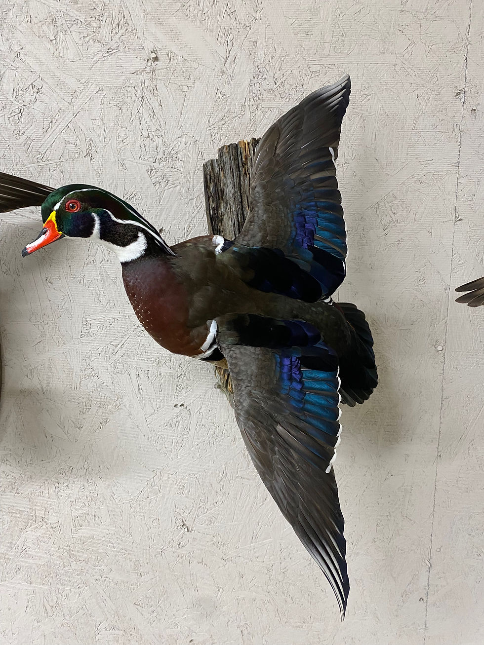 Thumbnail: Waterfowl 