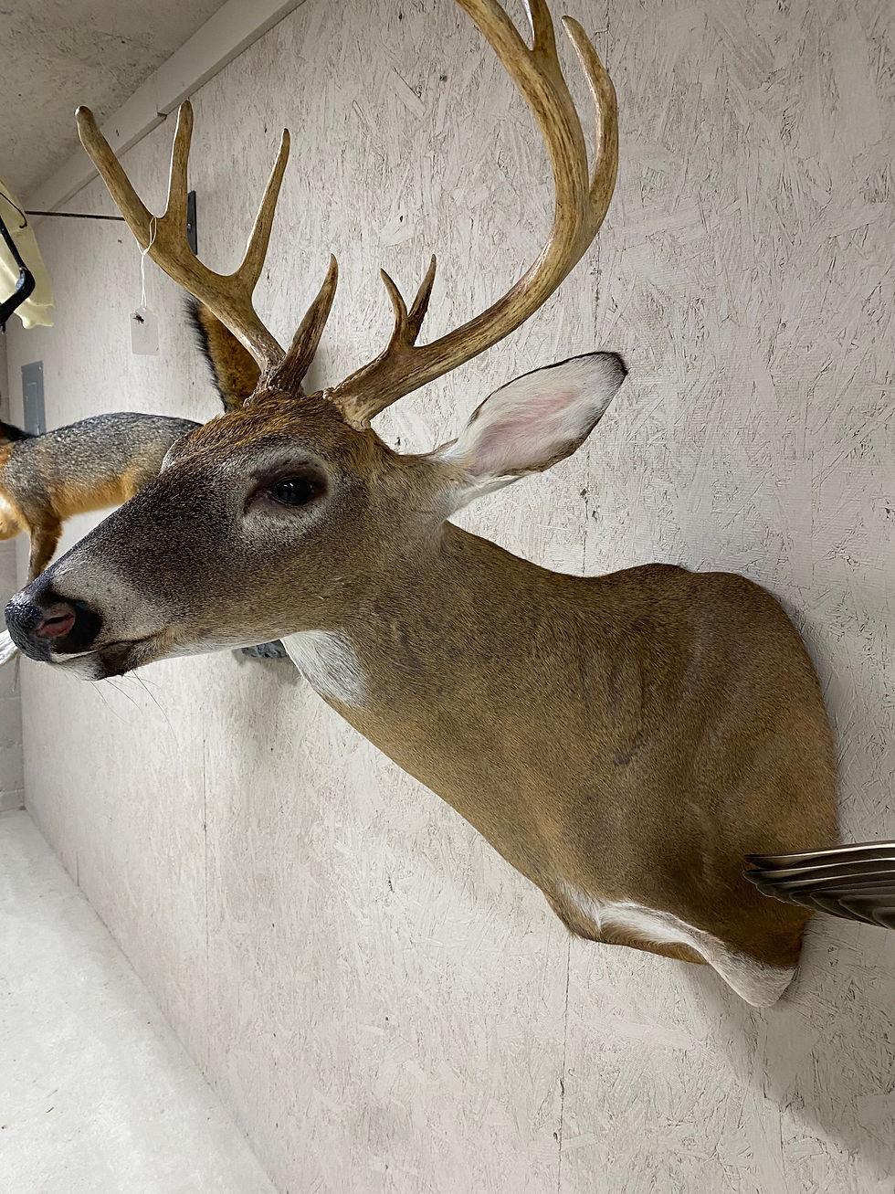 Thumbnail: Whitetail buck shoulder style mounts