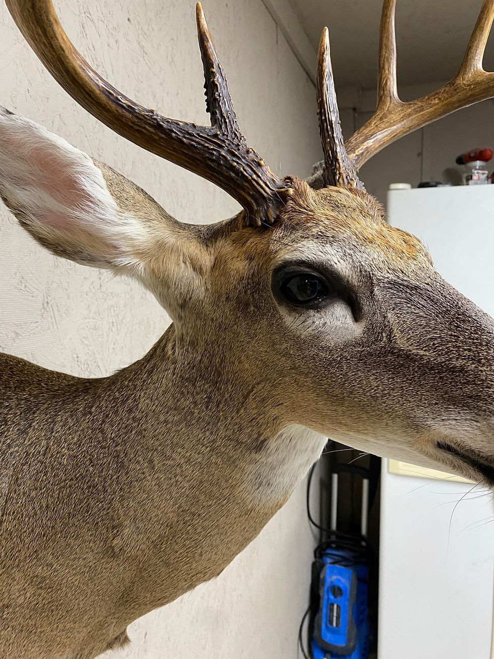 Thumbnail: Whitetail buck shoulder style mounts