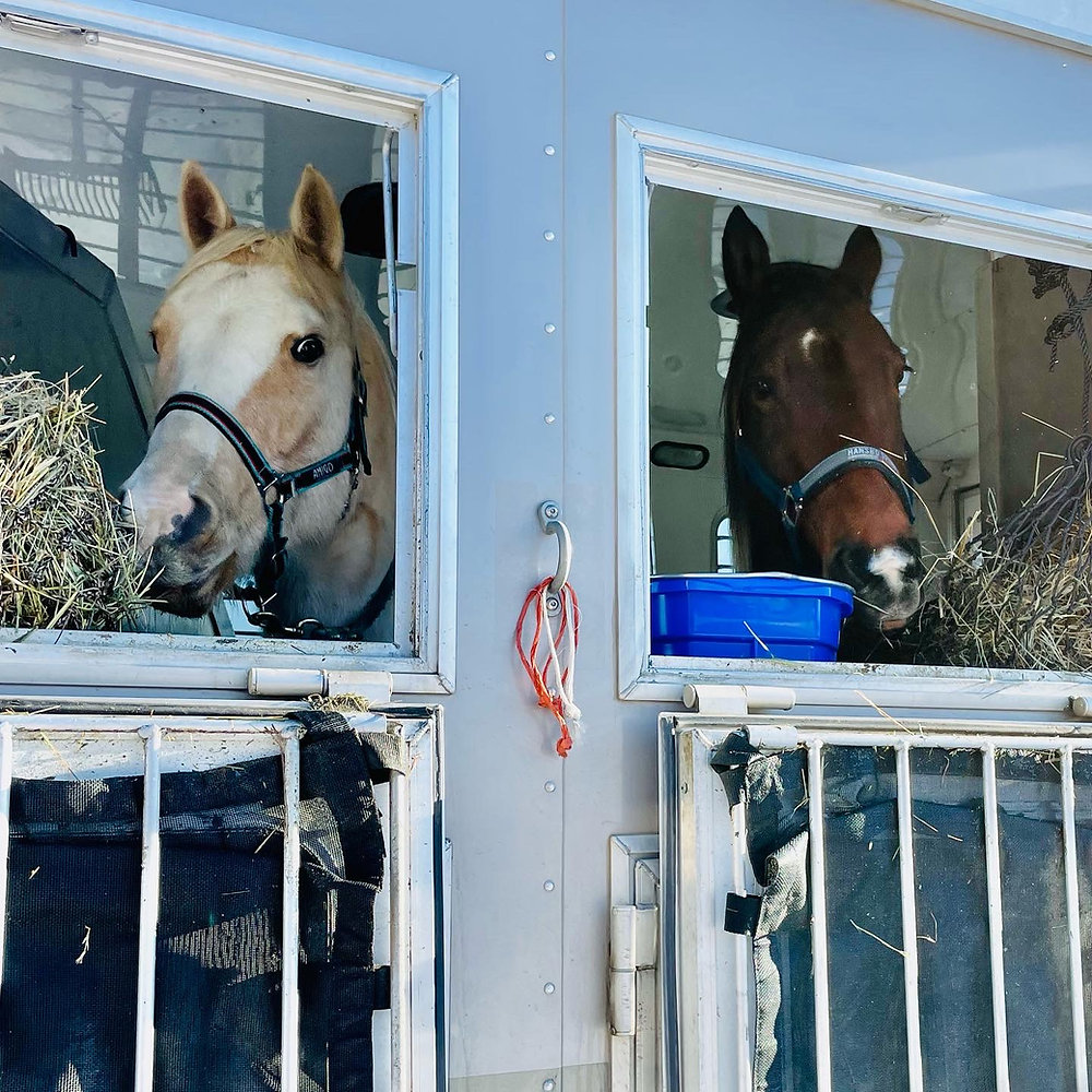 Do Horses Need Blankets In The Trailer?