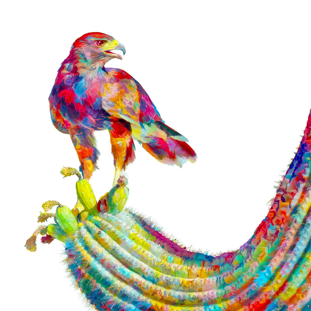 "Harris Hawk" Print on Canvas, Jay Pierstorff