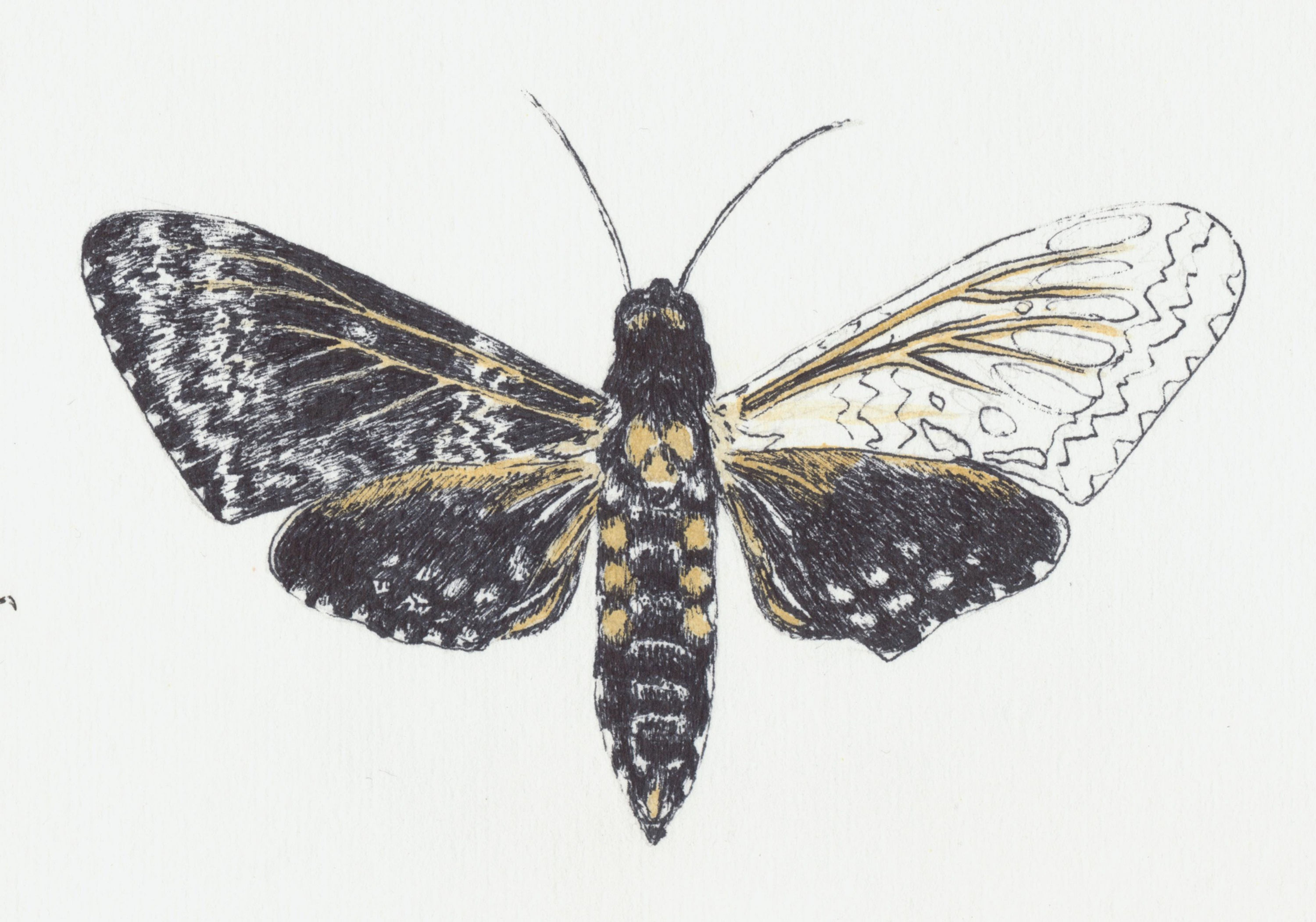 Combining Pen & Ink with Watercolor