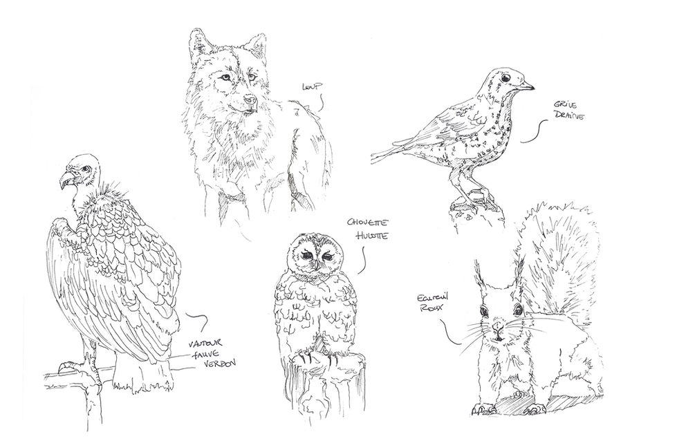 species.png