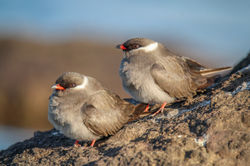 Rock pratincole