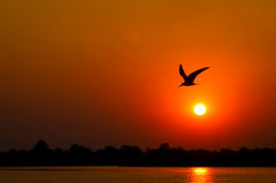 Skimmer at sunset