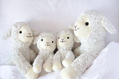 Four sheep loveys lined up on a bed